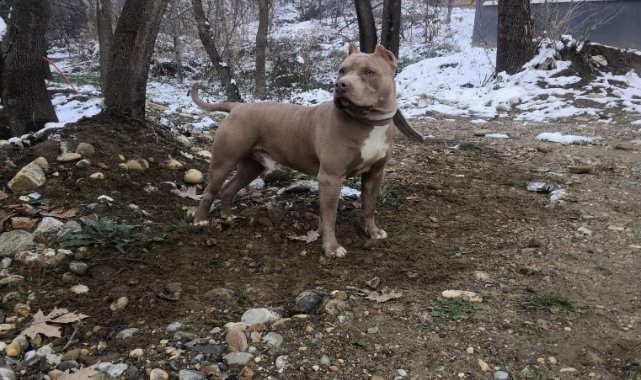 Yasaklı ırk köpek besleyen 1 kişiye 14 bin 982 TL idari para cezası