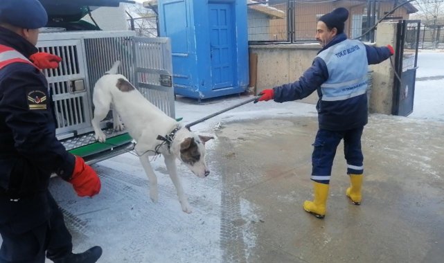 Yasaklı ırk köpek besleyene 29 bin lira ceza uygulandı