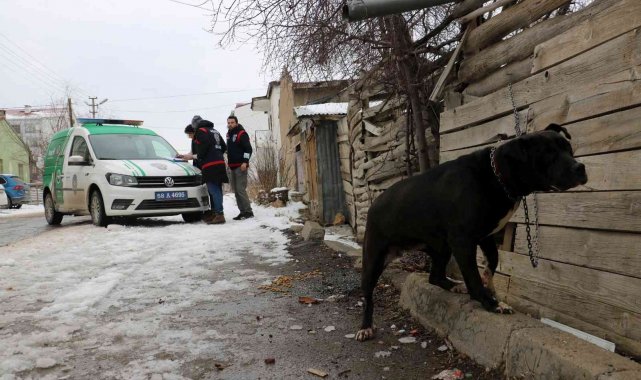 Yasaklı ırk köpek besleyenlere ceza yağdı