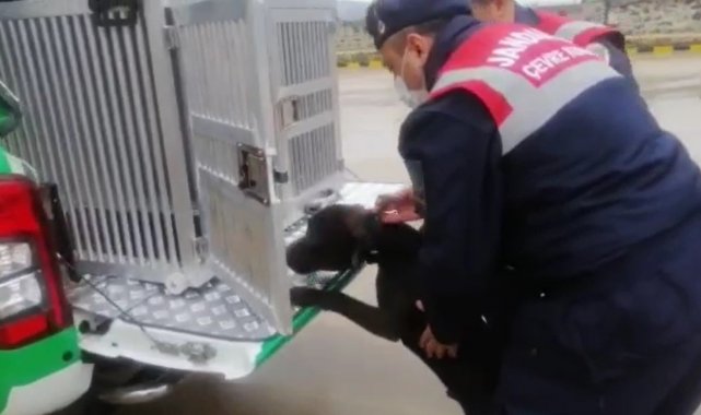 Yasaklı ırk köpekler köylere tek ediliyor