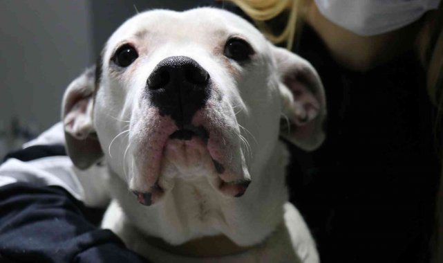 Yasaklı köpek ırklarının kayıt altına alınması için son gün