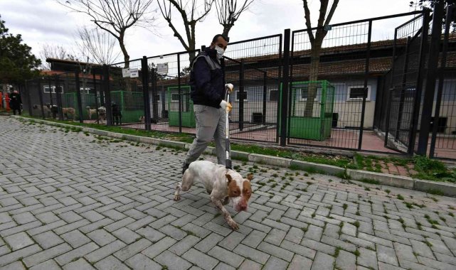 Yasaklı köpekler barınakta koruma altında