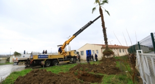 Yatağan'da ki Ağaçlar  Taşınıyor