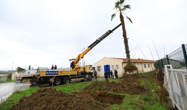 Yatağan&#039;da ki Ağaçlar  Taşınıyor