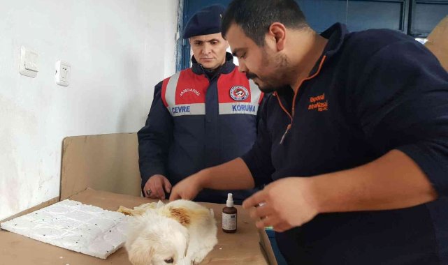 Yavru köpeği jandarma kurtardı