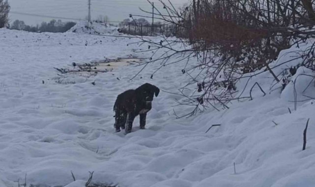 Yavru köpek donmaktan kurtarıldı