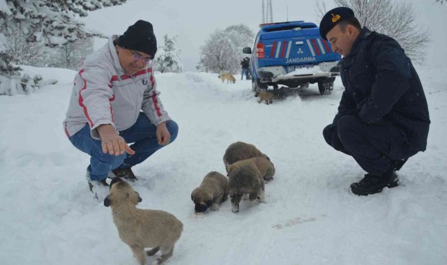 Yaylada bulunan 8 yavru köpek barınağa götürüldü