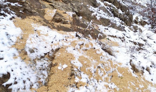 Yayladere'de yaban hayvanları için doğaya yem bırakıldı