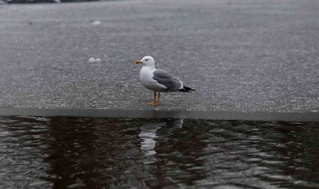 Yazın dolup taşan Botanik Park, kar yağınca hayvanlara kaldı
