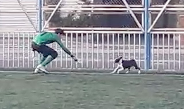 Yeşil sahada renkli görüntüler