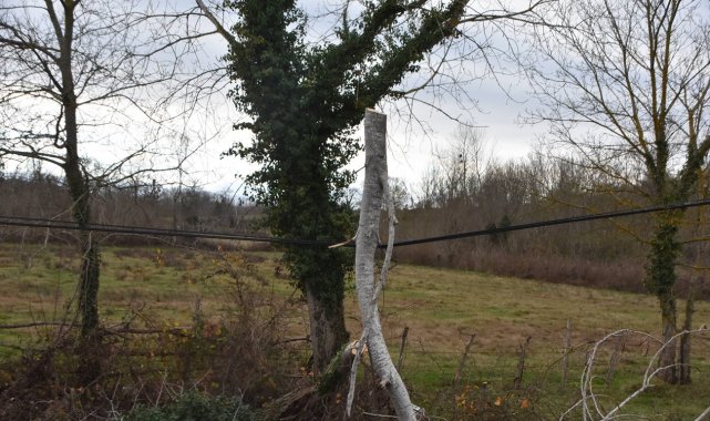 Yıkılan ağaç telefon tellerine zarar verdi