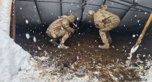 Yıkılan çadırın altına kalan hayvanlar jandarma tarafından kurtarıldı