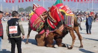 Yılın ilk deve güreşi İncirliova'da yapıldı