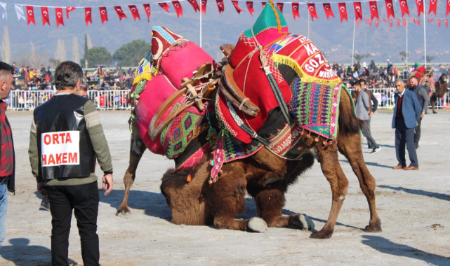Yılın ilk deve güreşi İncirliova&#039;da yapıldı