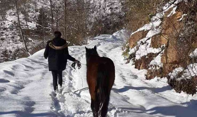 Yılka atlara belediye ve hayvan severler duyarsız kalmadılar