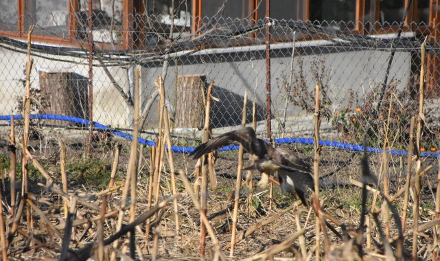 Yırtıcı şahin kent merkezine inerek kediye saldırdı