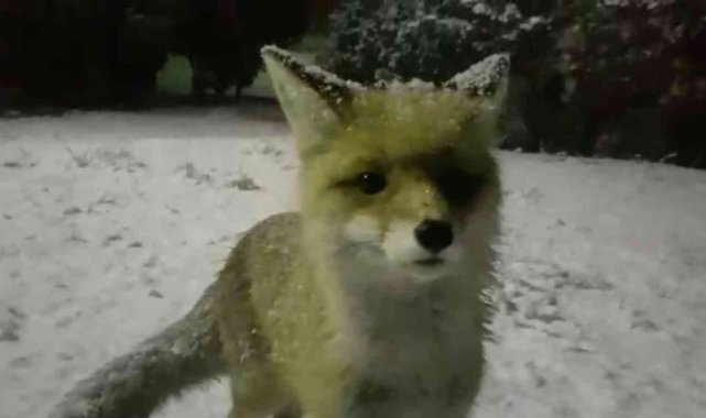 Yiyecek arayan tilkinin meraklı halleri gülümsetti