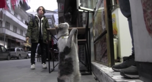 Yiyecek istemek için yaptığı hareketlerle fenomen olan kedi büyük ilgi görüyor