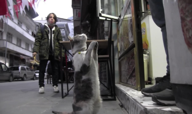 Yiyecek istemek için yaptığı hareketlerle fenomen olan kedi büyük ilgi görüyor