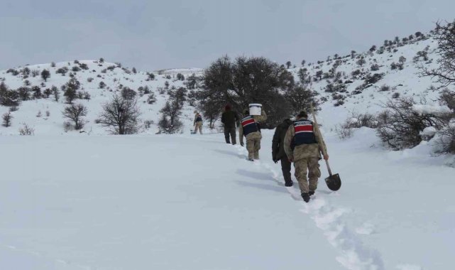 Yoğun kar yağışı sonrası yaban hayvanları unutulmadı