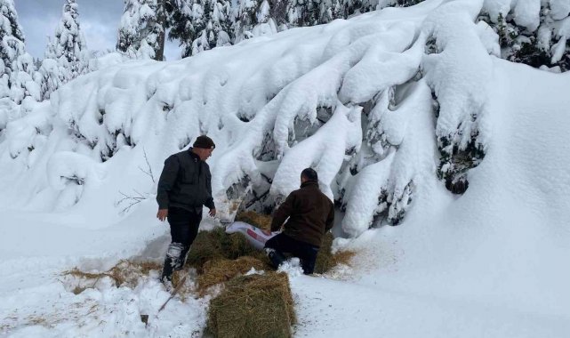 Yoğun kar yağışında yaban hayatı unutulmadı