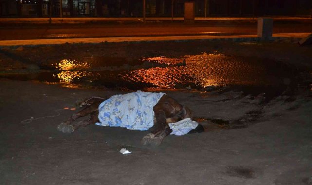 Yol kenarında ölüme terk edilen at görenlerin içini acıttı