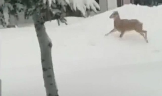 Yolunu şaşıran yaban keçisi kent merkezine indi