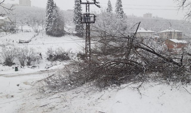 Yüksek gerilim hattı üzerine devrilen ağaç mahalleyi elektriksiz bıraktı
