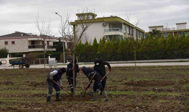 Yunusemre Belediyesi Muradiye'yi ağaçlandırıyor