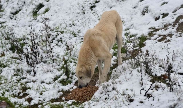 Yunusemre Belediyesi soğuk kış günlerinde sokak hayvanlarını unutmuyor