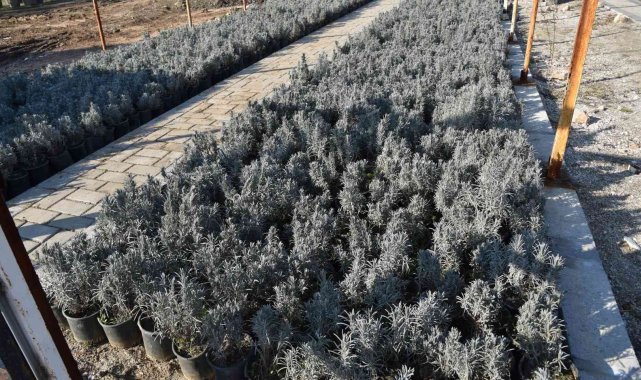 Yunusemre lavanta diyarı oluyor