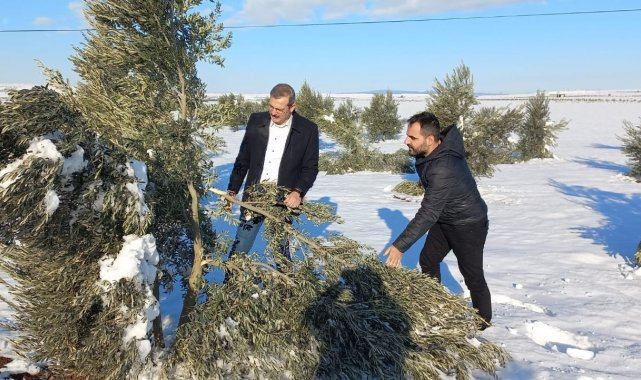 Zeytin ağaçları kardan zarar gördü