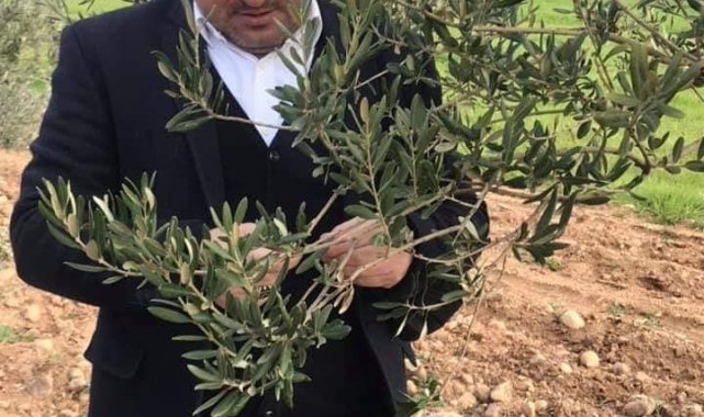 Zeytinde dal kanseri paniği