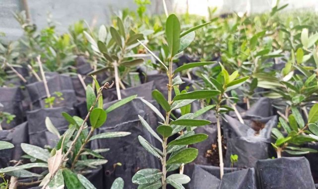 Zeytinin genetik zenginliği koruma altına alınacak