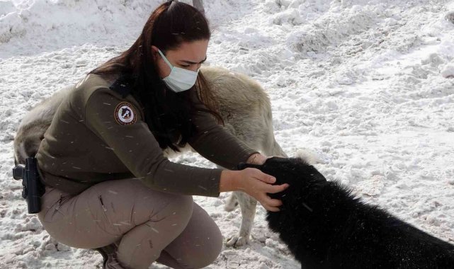 Zigana Dağının terk edilmiş köpekleri polis koruması altında