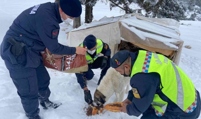 Zorlu hava şartlarında sokakta kalan hayvanlara jandarmadan mama desteği