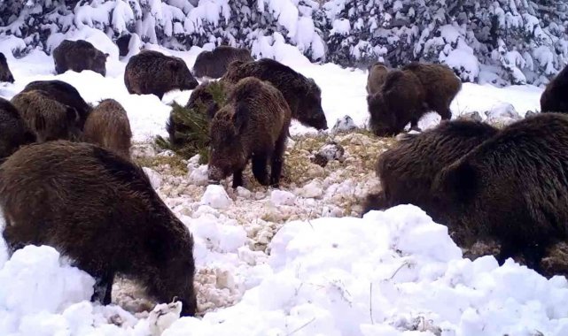 Zorlu kış aylarındaki yaban hayatı böyle görüntülendi