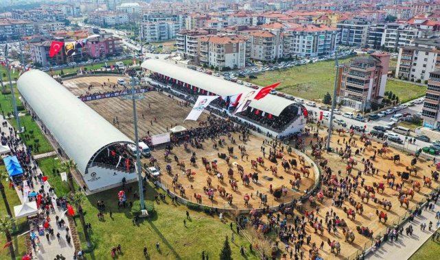 10 binlerce Denizlili deve güreşi heyecanını doyasıya yaşadı