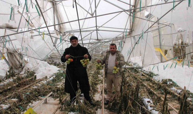 15 dönüm sera yerle bir oldu