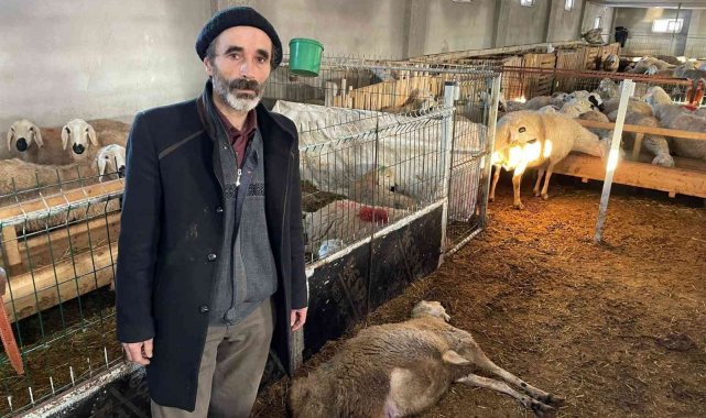 2 haftada 80 koyunu telef oldu