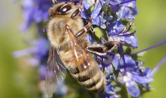 2022 yılı arı fiyatları belirlendi
