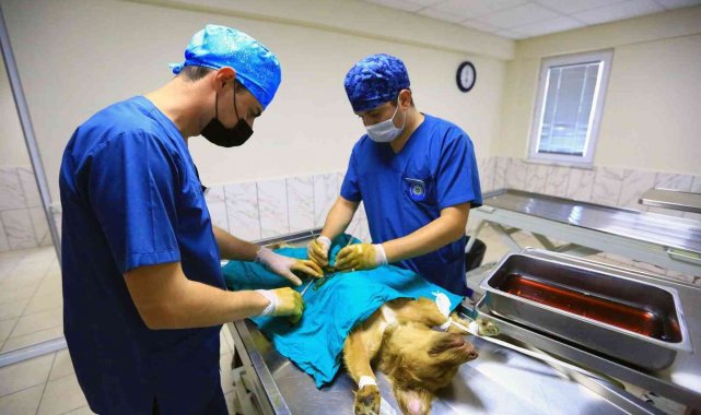 26 Bin Can Dostu tedavi edildi