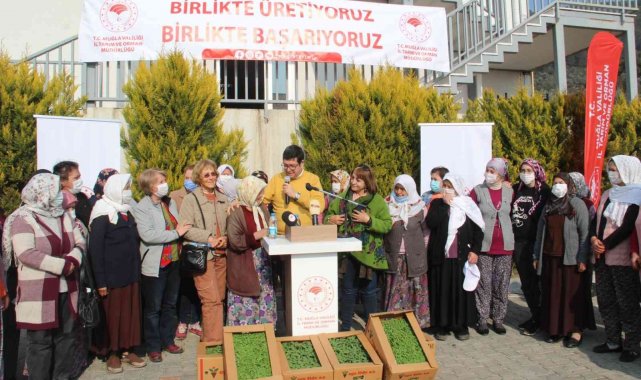 360 bin adaçayı ve kekik fidesi dağıtıldı