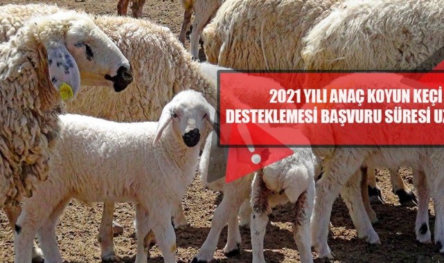 &#039;2021 yılı Anaç Koyun Keçi Desteklemesi&#039; başvuru süresi uzatıldı