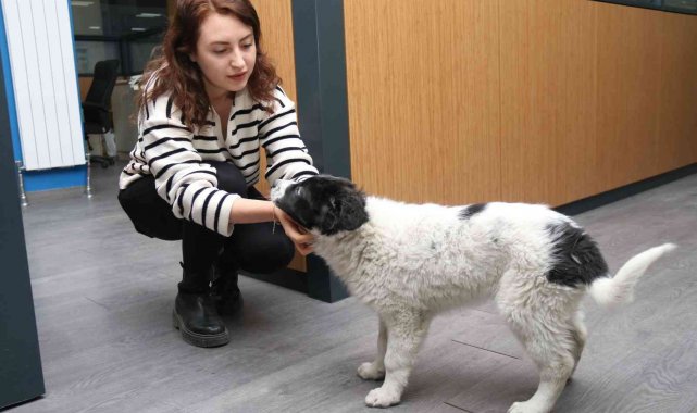 'Moka' Sanayi Odası'nın neşe kaynağı oldu