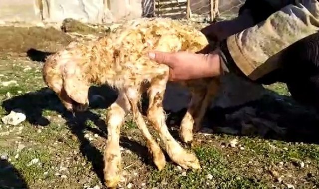 5 ayaklı kuzu görenleri şaşkına çevirdi