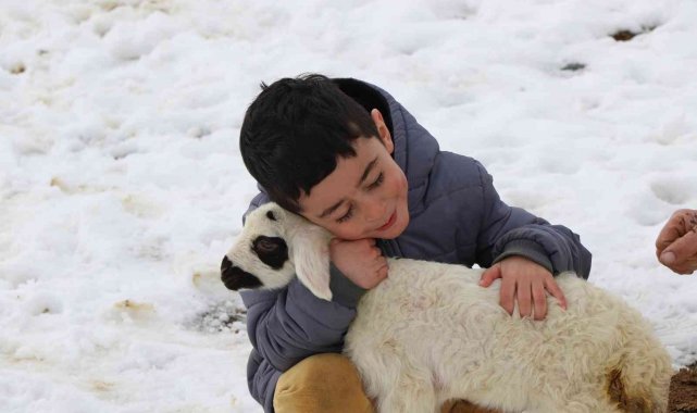 5 Yaşındaki Ali'nin en büyük neşesi yeni doğan kuzular