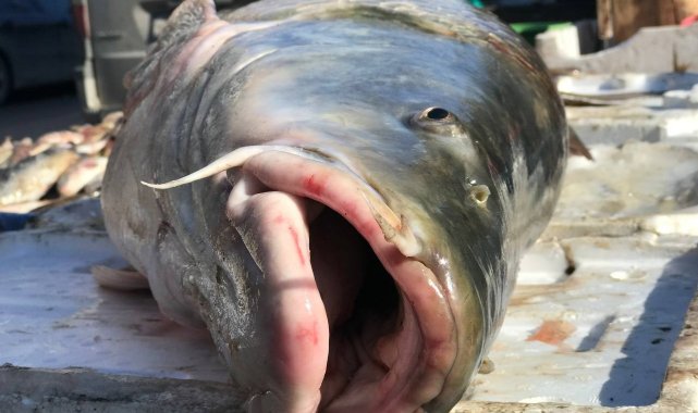 80 kiloluk dev balık tezgâhta alıcı buluyor