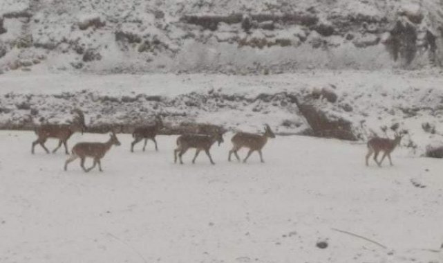 Aç kalan dağ keçileri yerleşim alanına indi