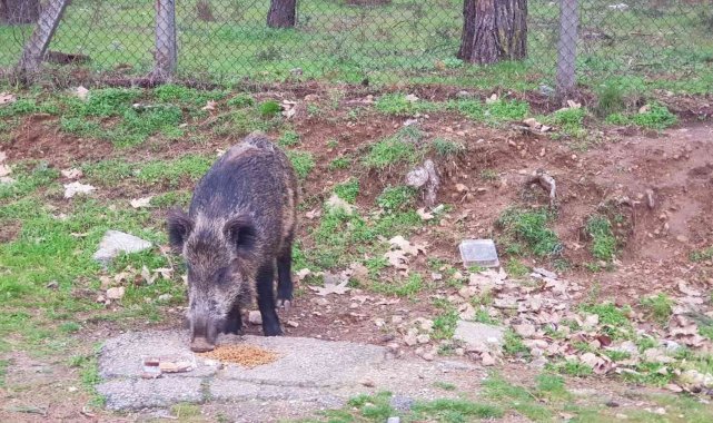 Aç kalan domuz kedilerin mamasına ortak oldu